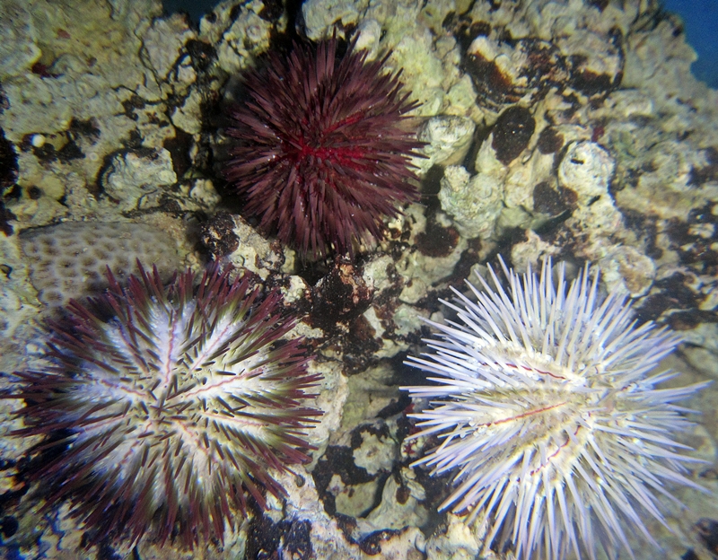 urchin pincushion urchins