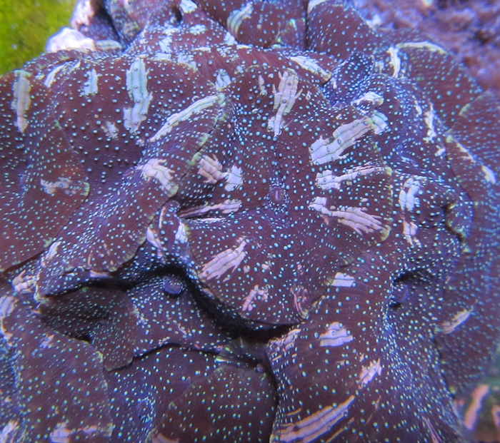 Mushroom Seeded Watermelon