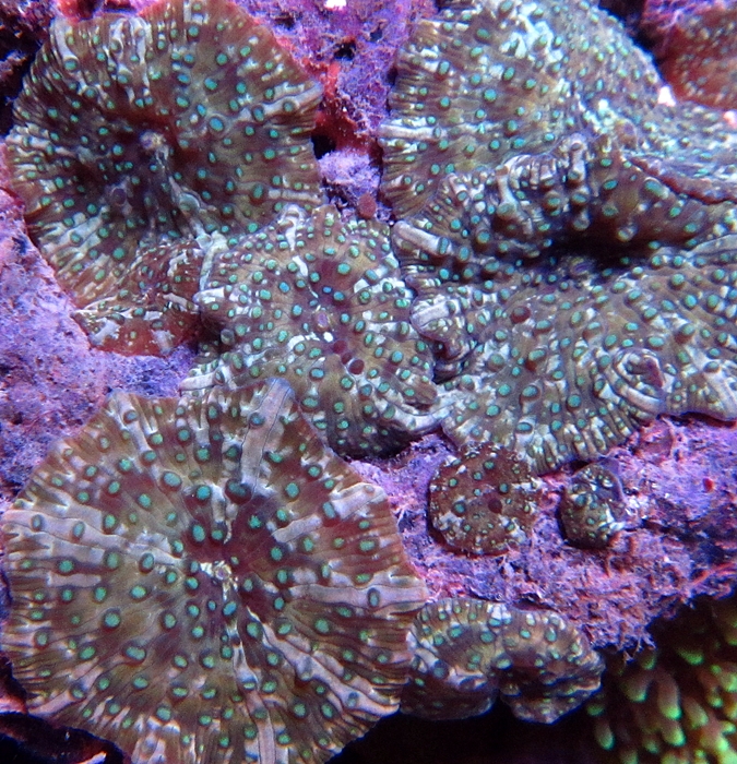Mushroom Seeded Watermelon 1 Polyp Frag