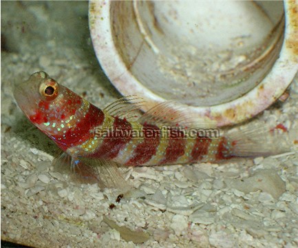 Shrimpgoby - Bumble Bee