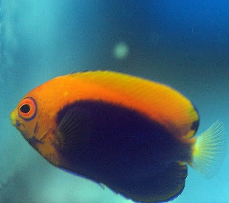 pictures of flameback angelfish
