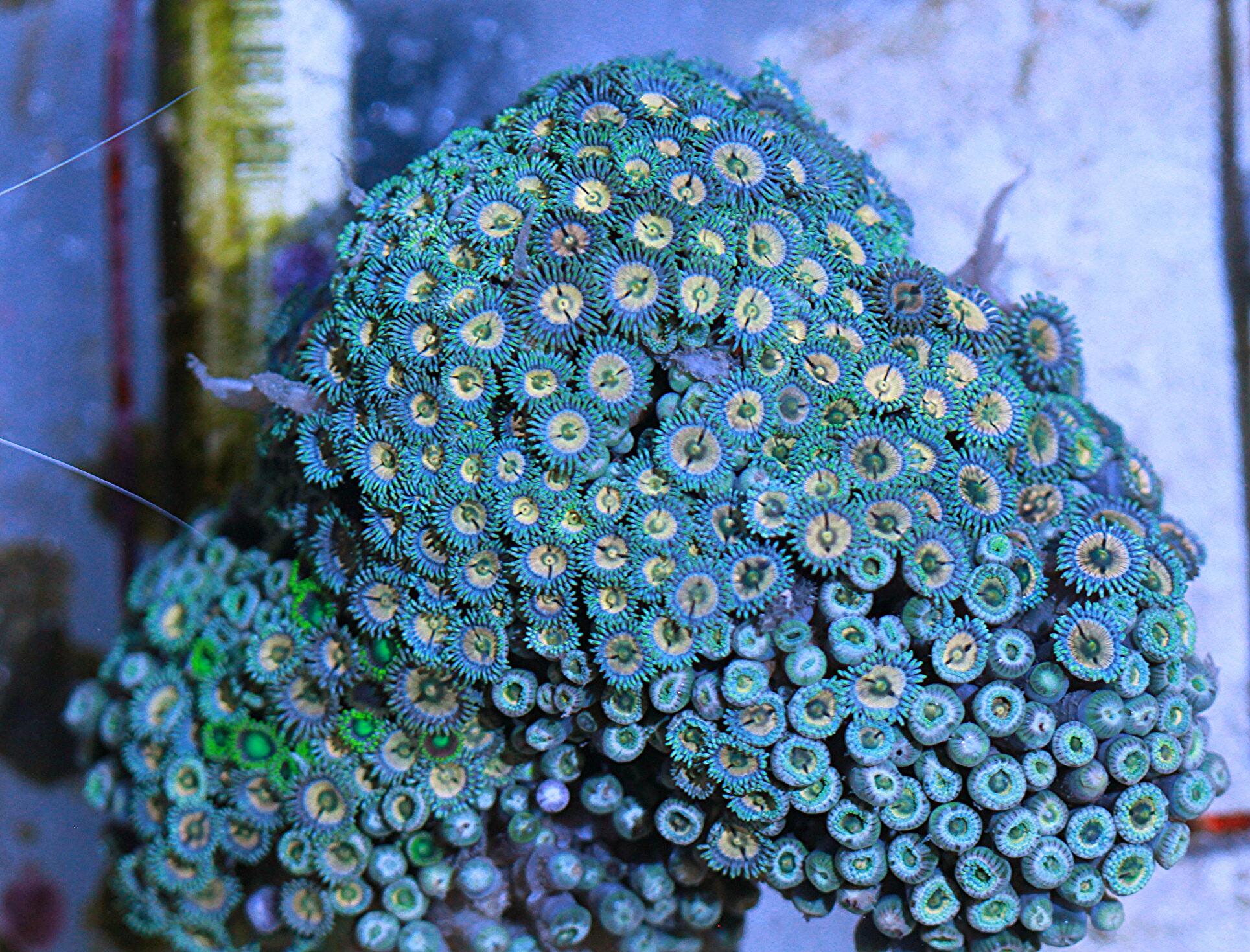 ZOA COLONY