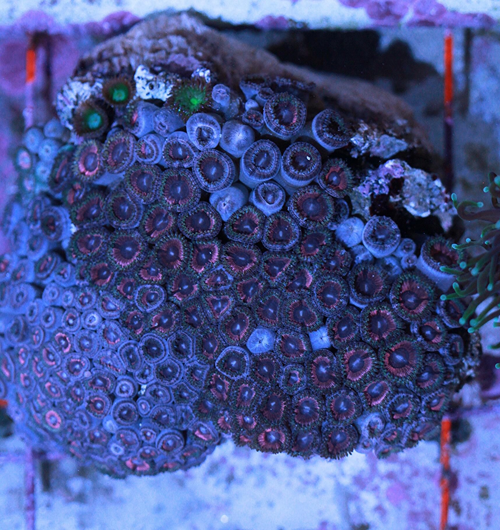 ZOA COLONY