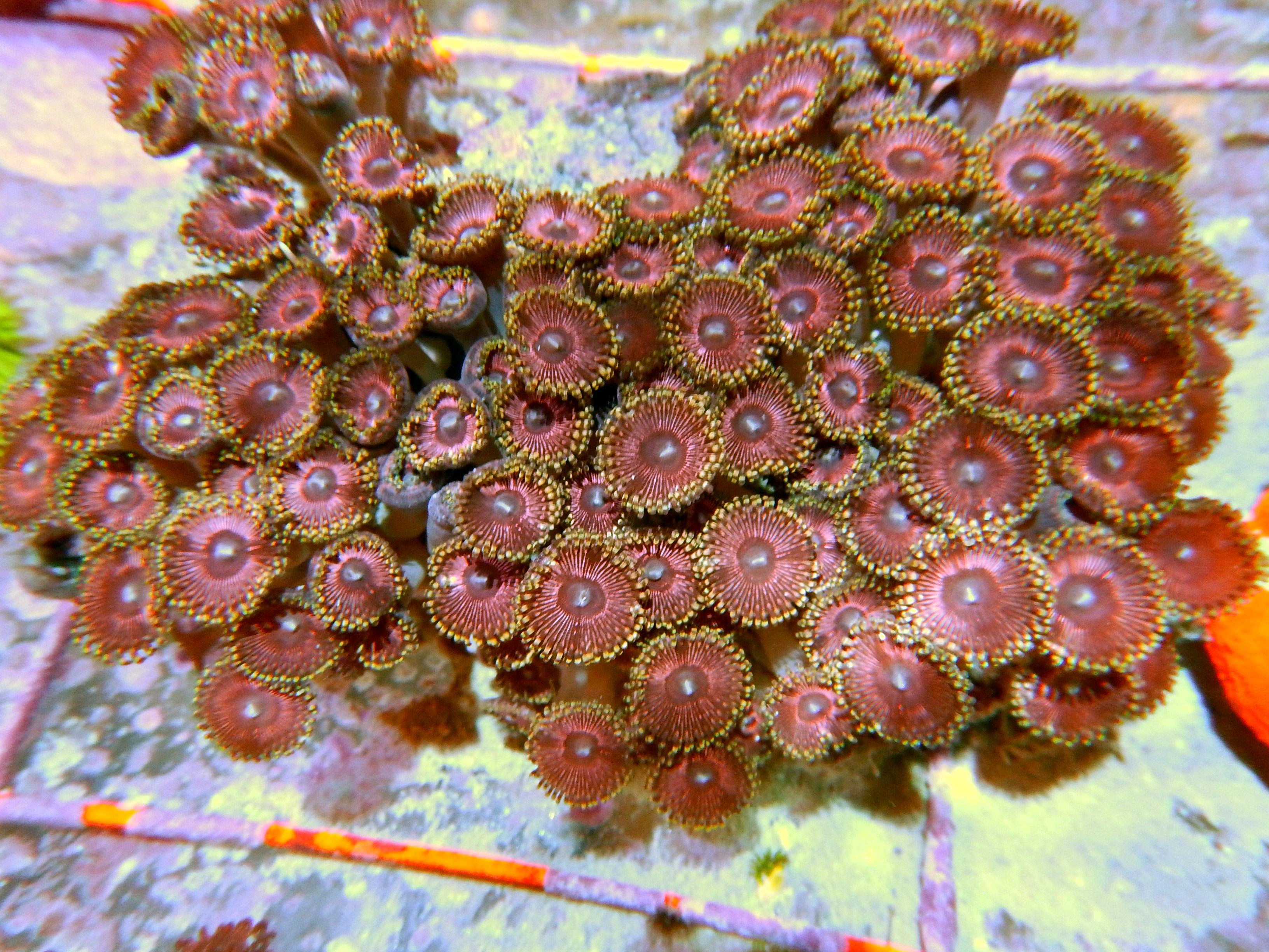 ZOA COLONY