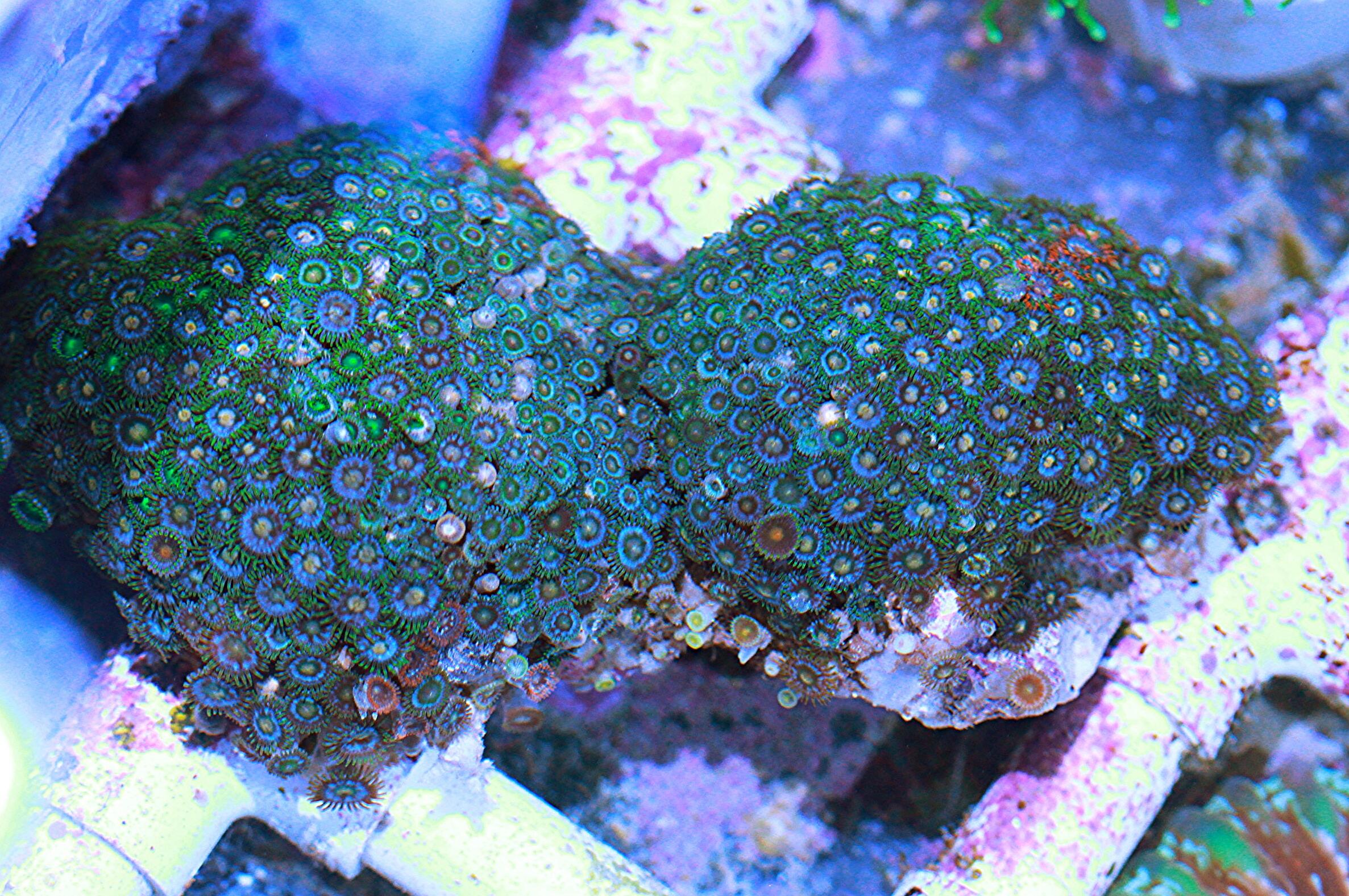 ZOA COLONY