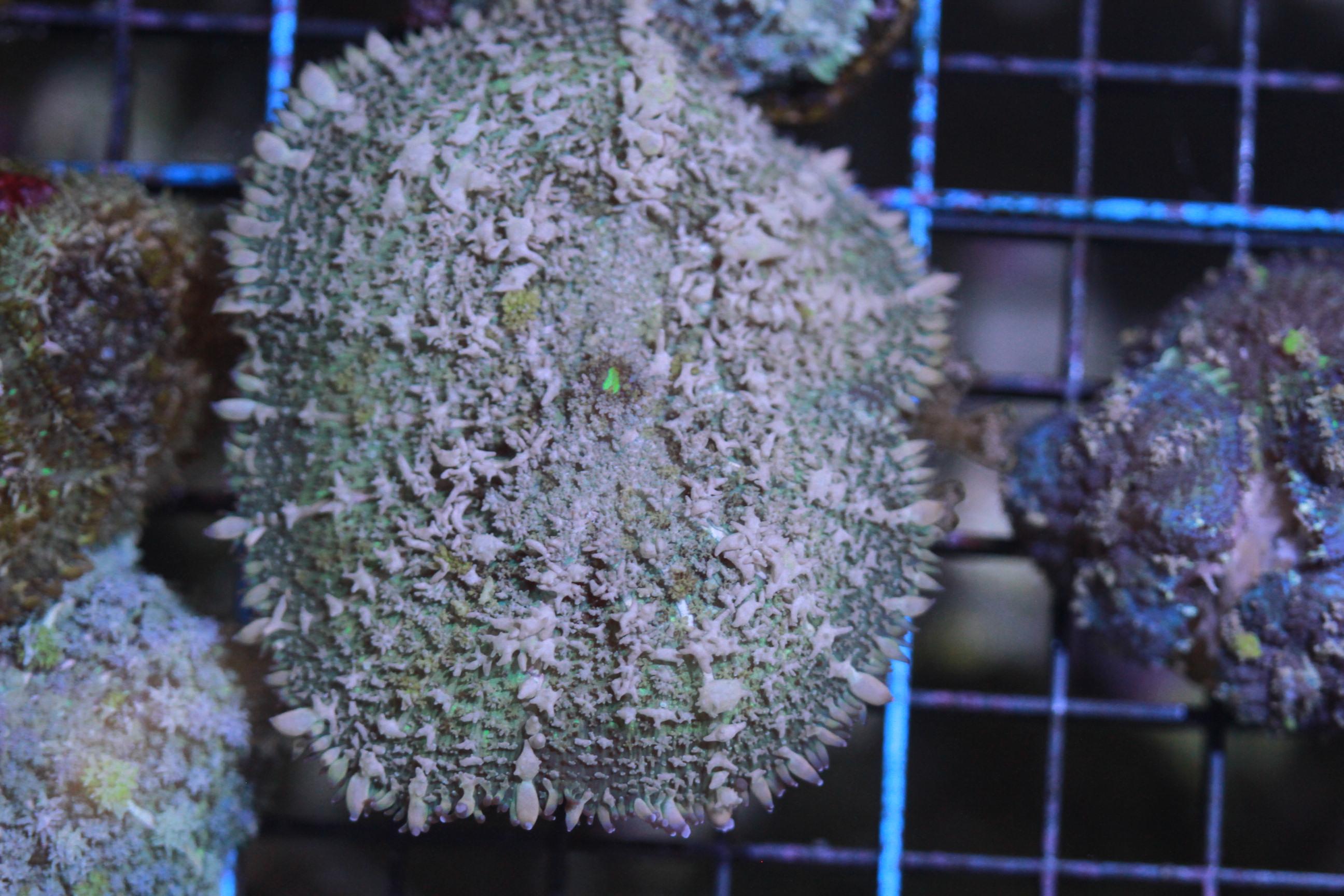 Reef Fish, Marine Fish, Coral, Aquarium Supplies & more