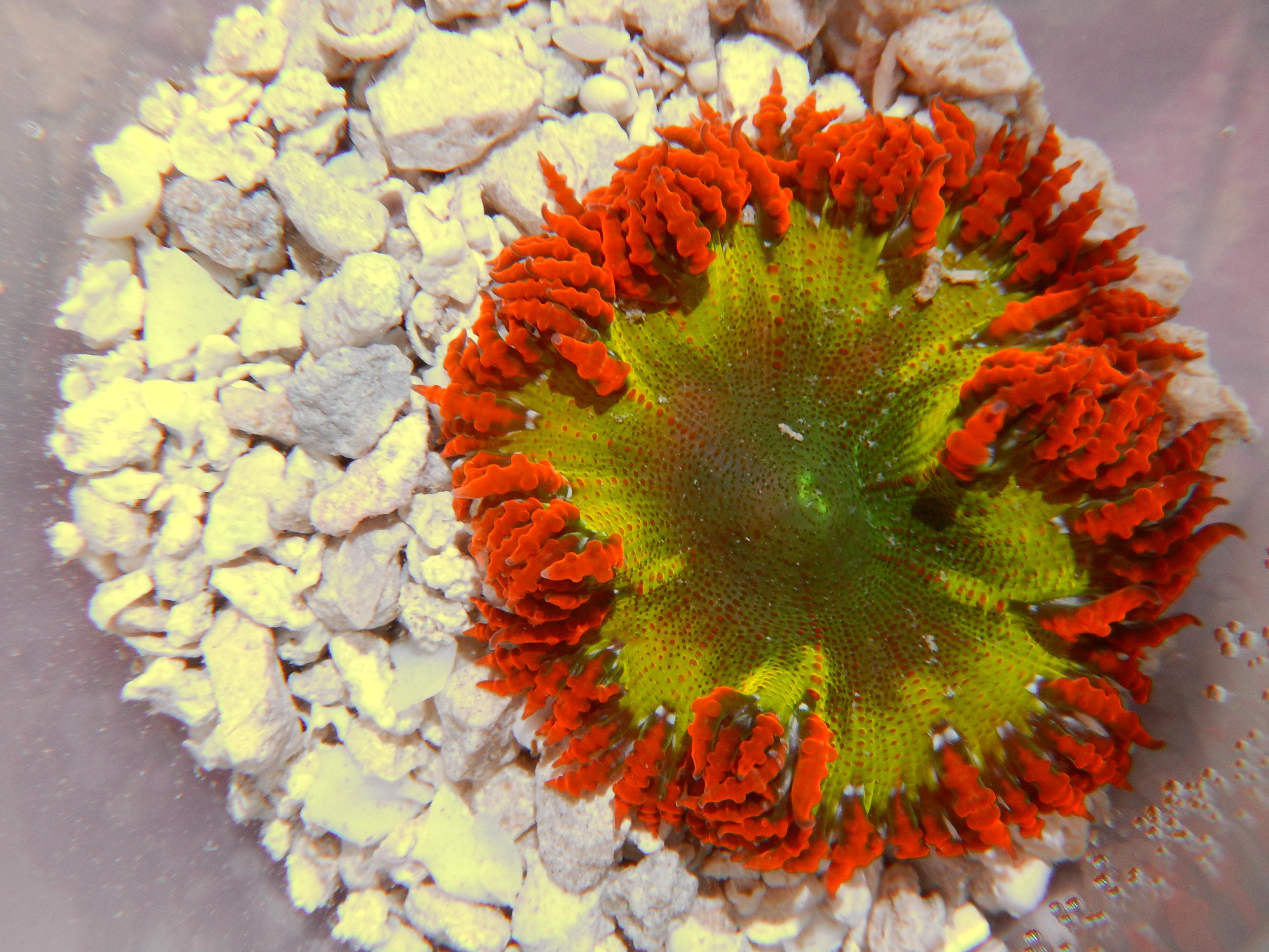 ROCK FLOWER ANEMONE