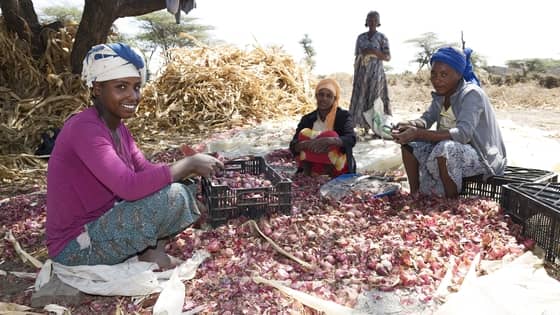 316ethiopian farm gorta self help africa copy
