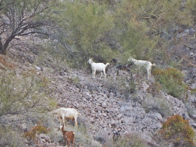 Little goats with bells cruise the hillsides at night. It's fun to hear their little bells jingle