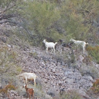 Little goats with bells cruise the hillsides at night. It's fun to hear their little bells jingle