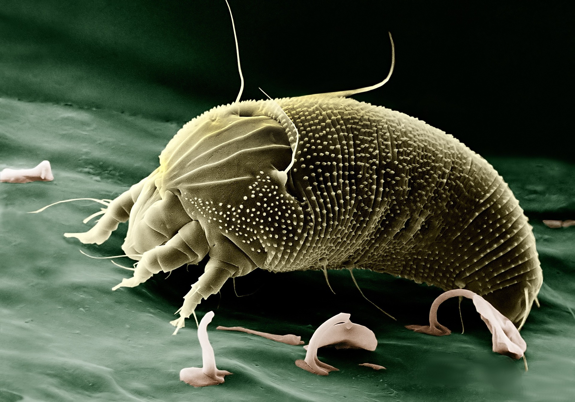 Dust mites in HVAC system
