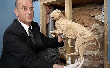 400-year-old mummified cat found in walls of cottage - Telegraph