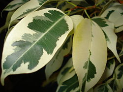 Learn something new all the time - Variegated and Chimeras