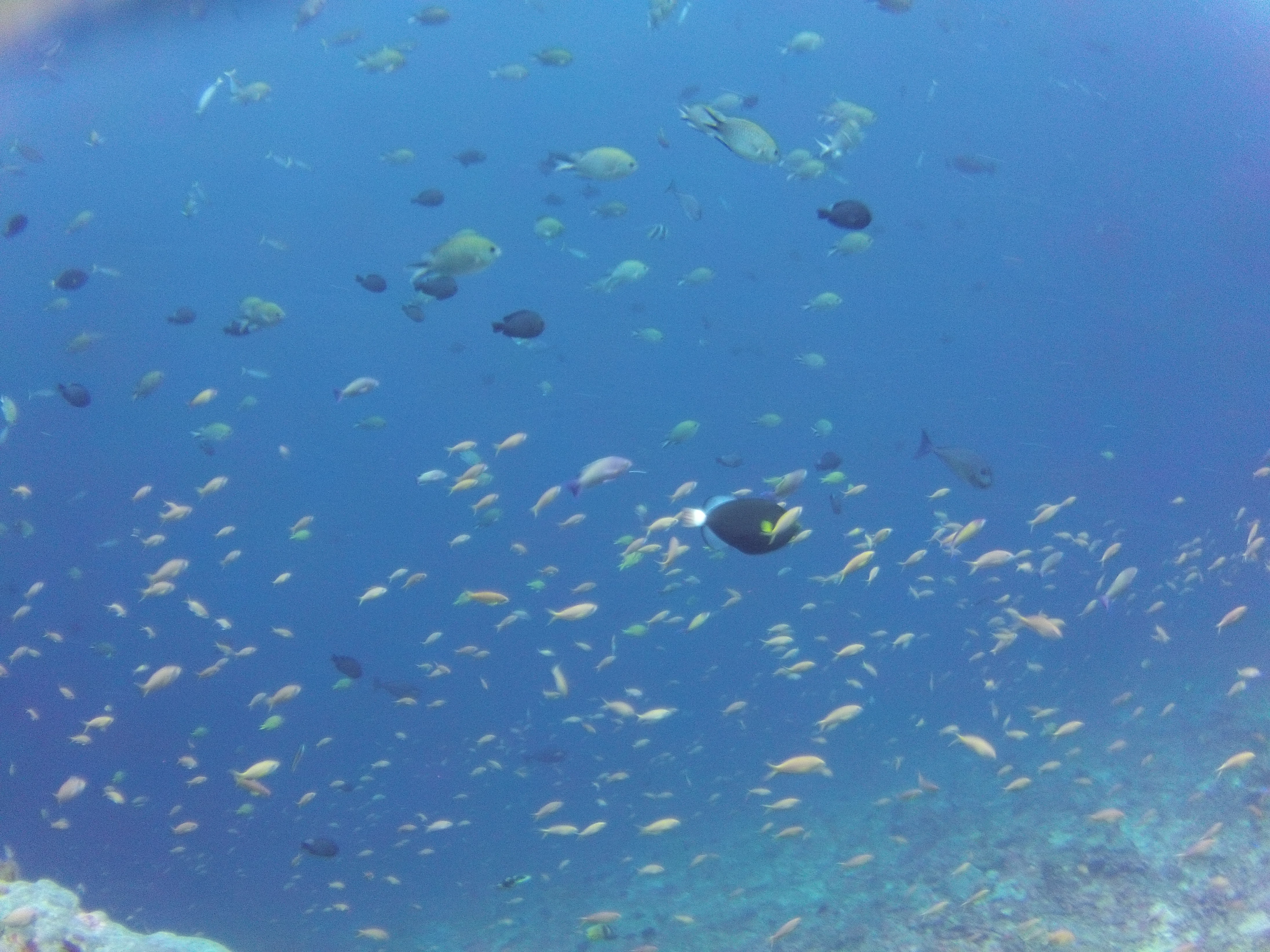 Picture taken during the dive