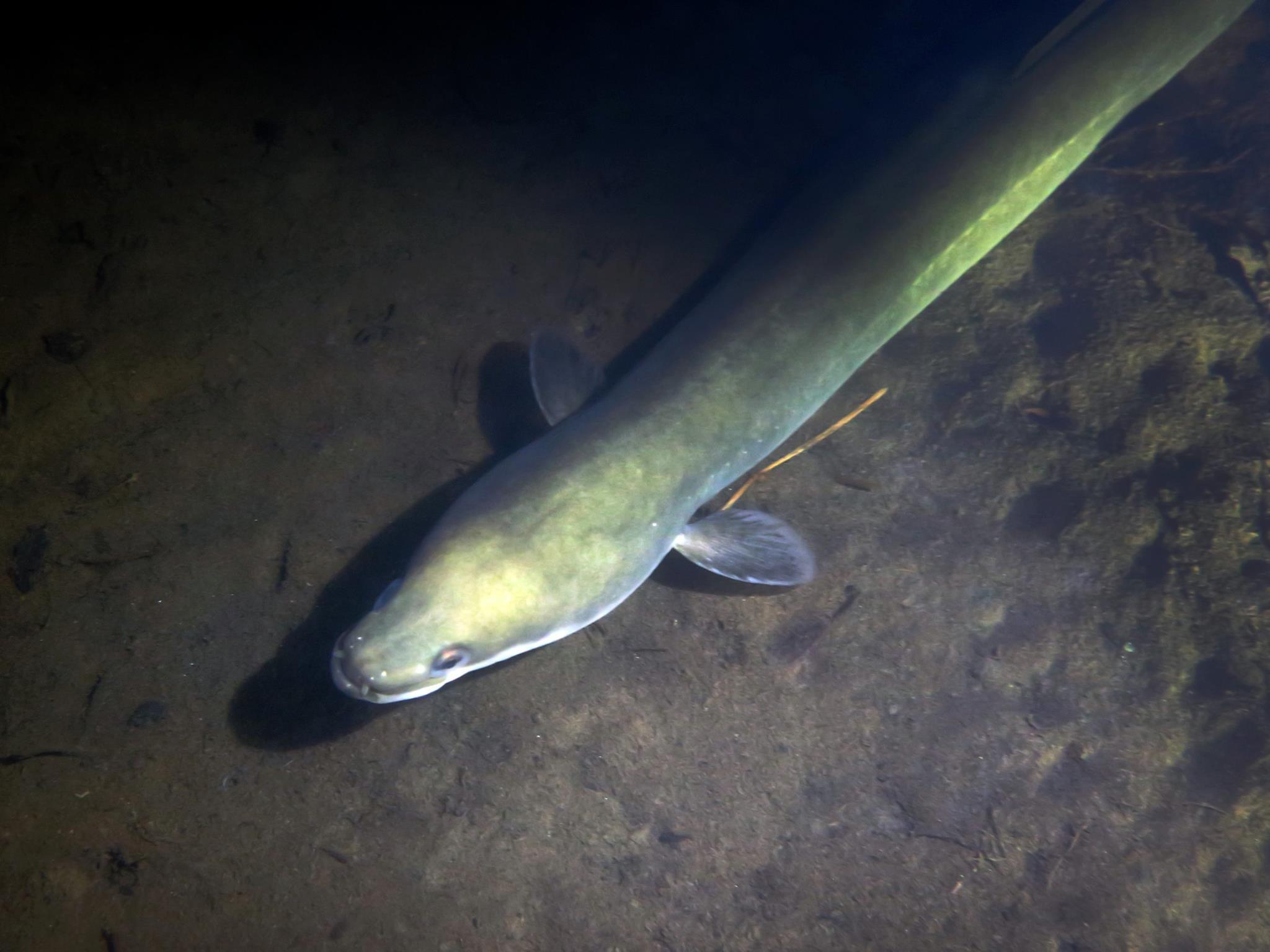 Picture taken during the dive