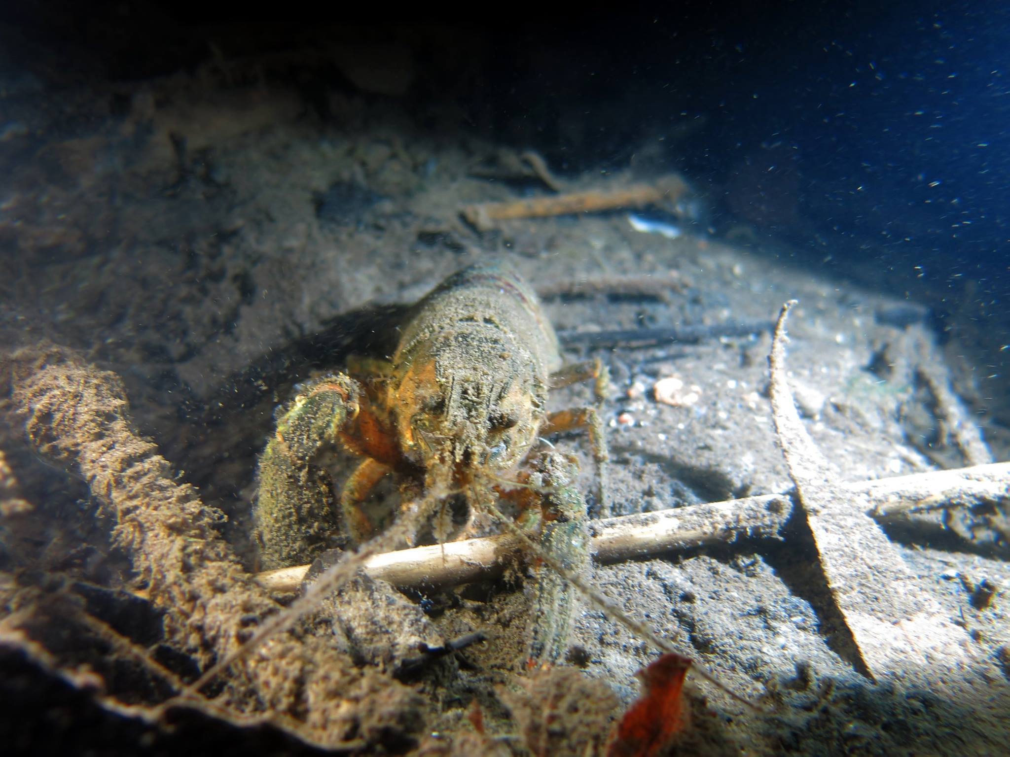 Picture taken during the dive