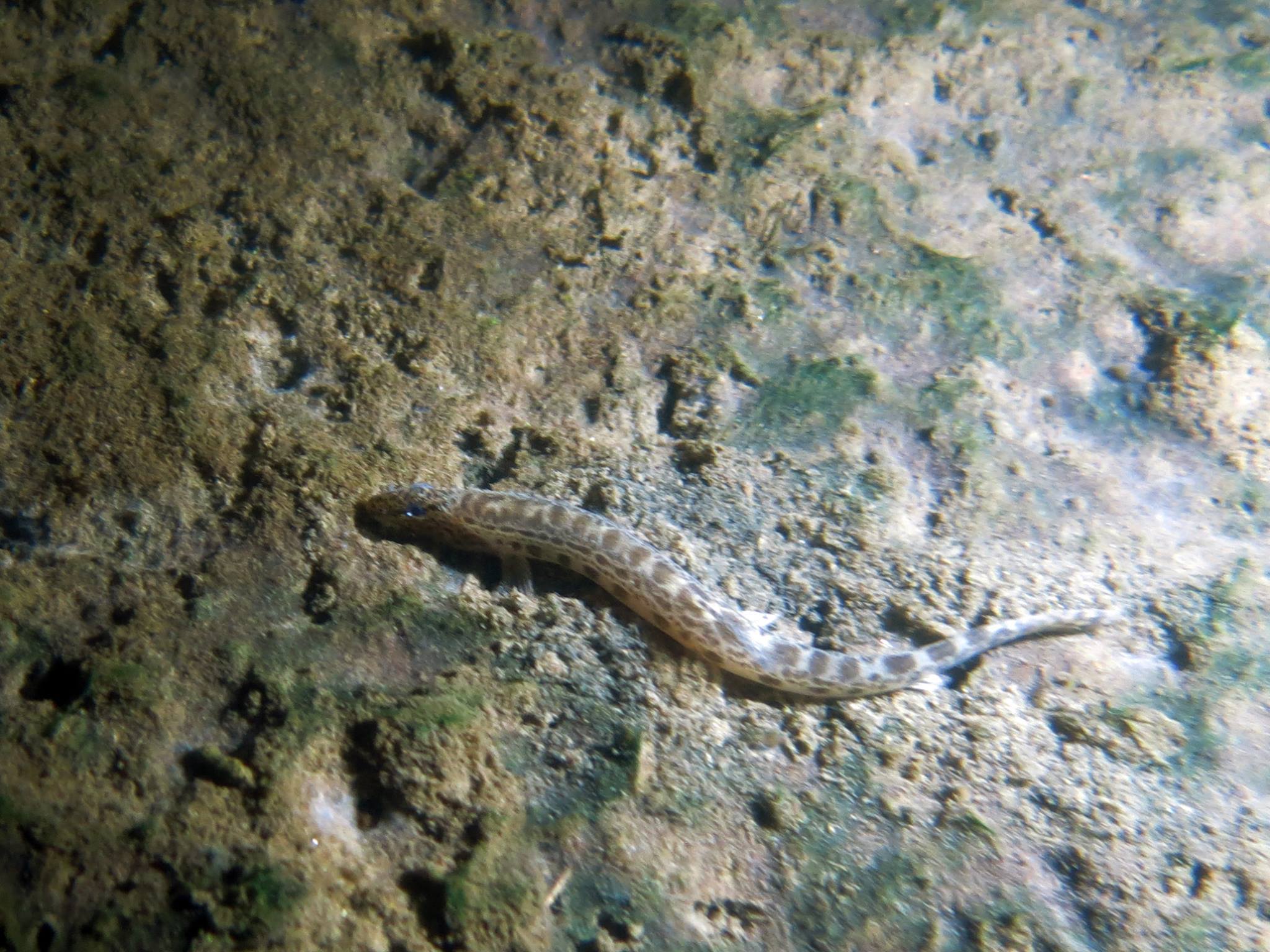 Picture taken during the dive