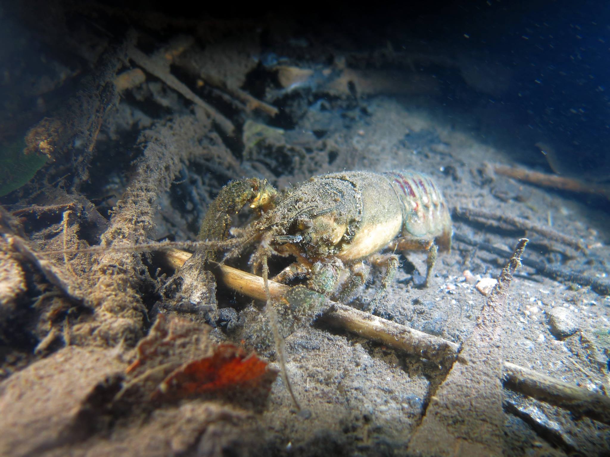 Picture taken during the dive