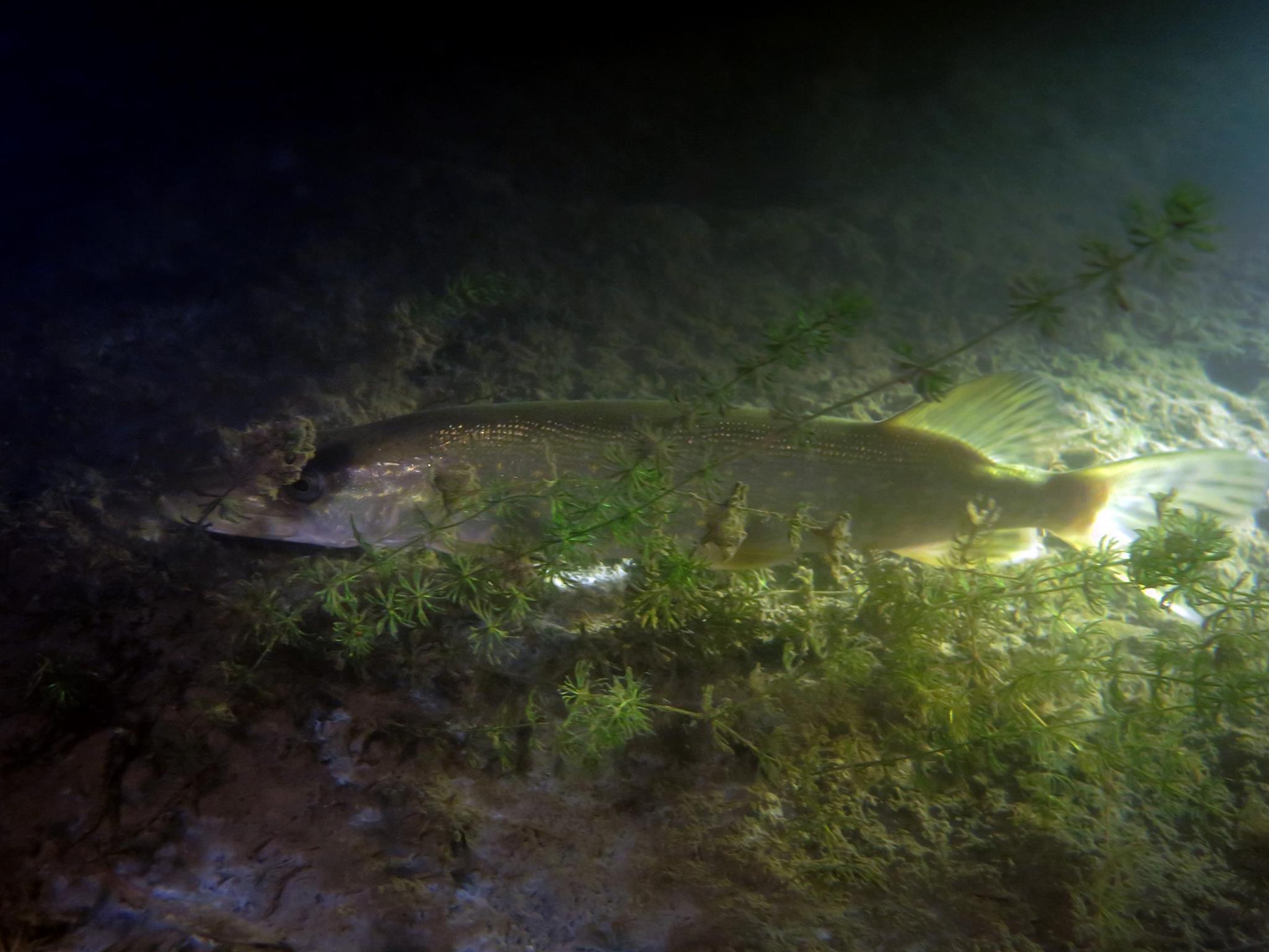 Picture taken during the dive