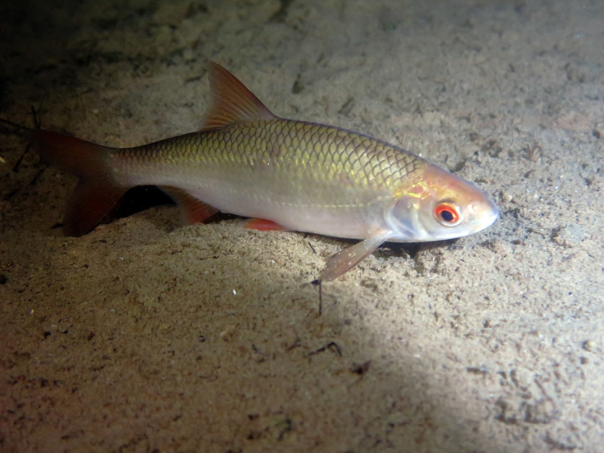 Picture taken during the dive