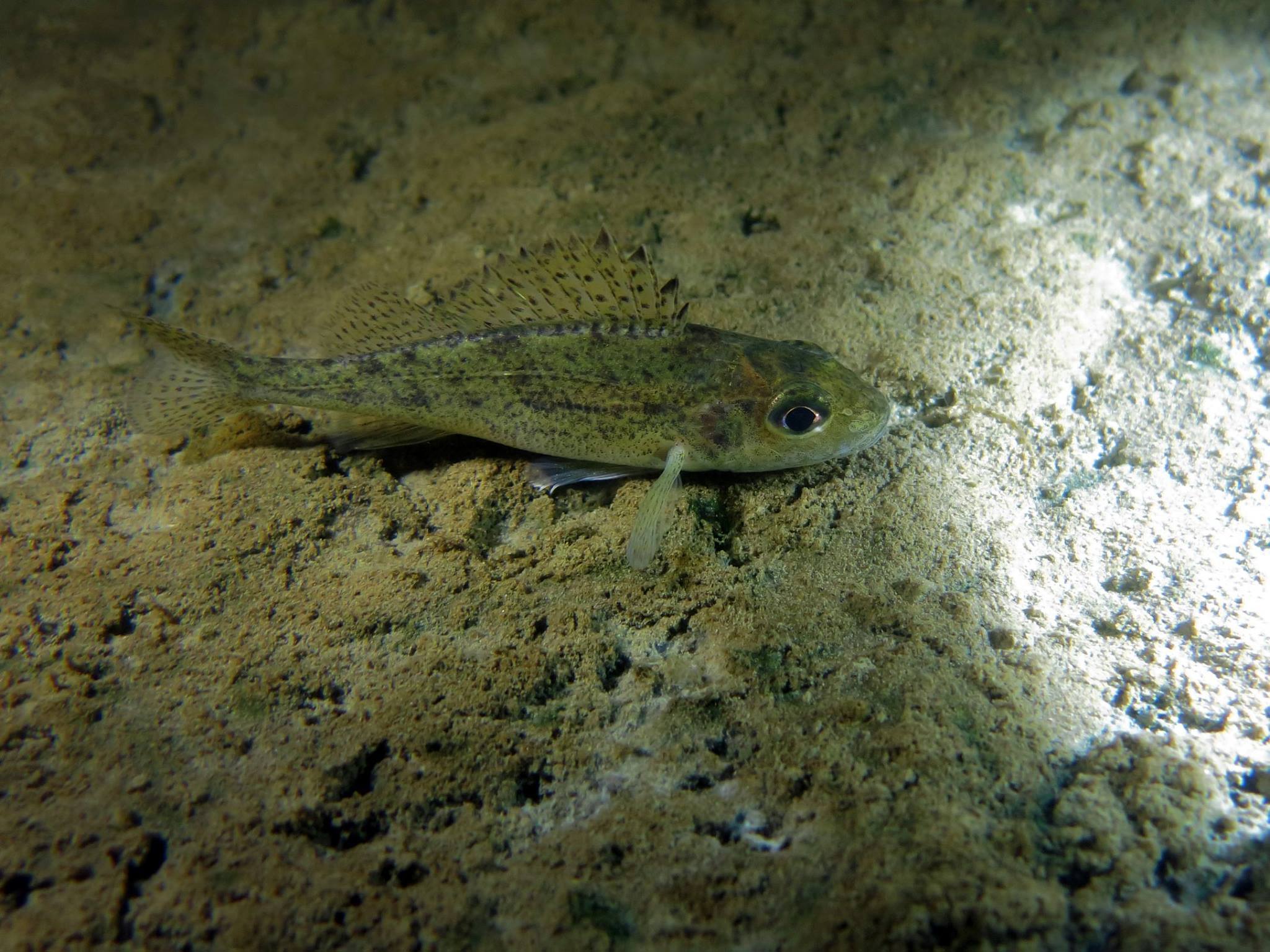 Picture taken during the dive