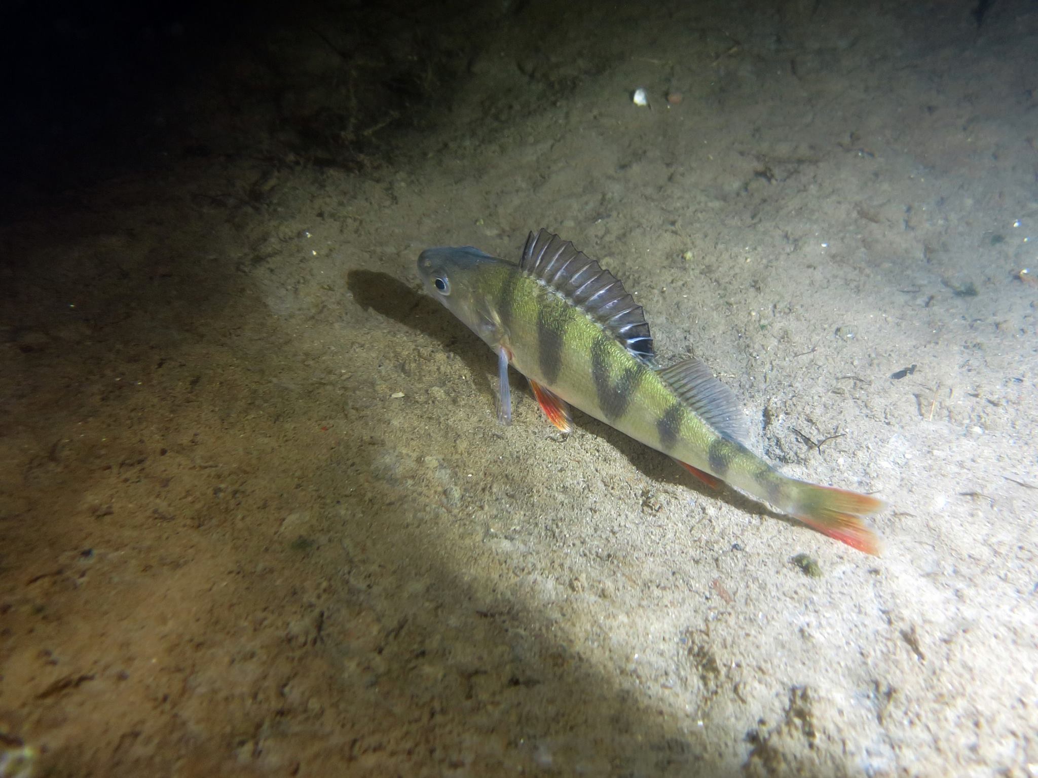 Picture taken during the dive