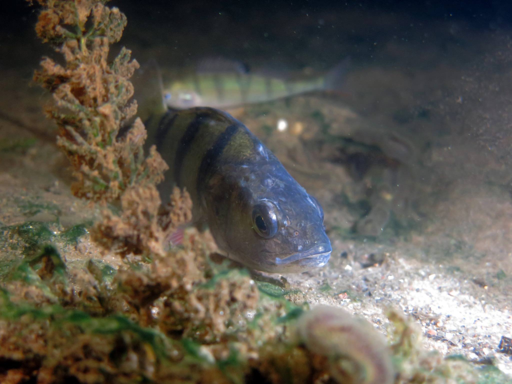Picture taken during the dive
