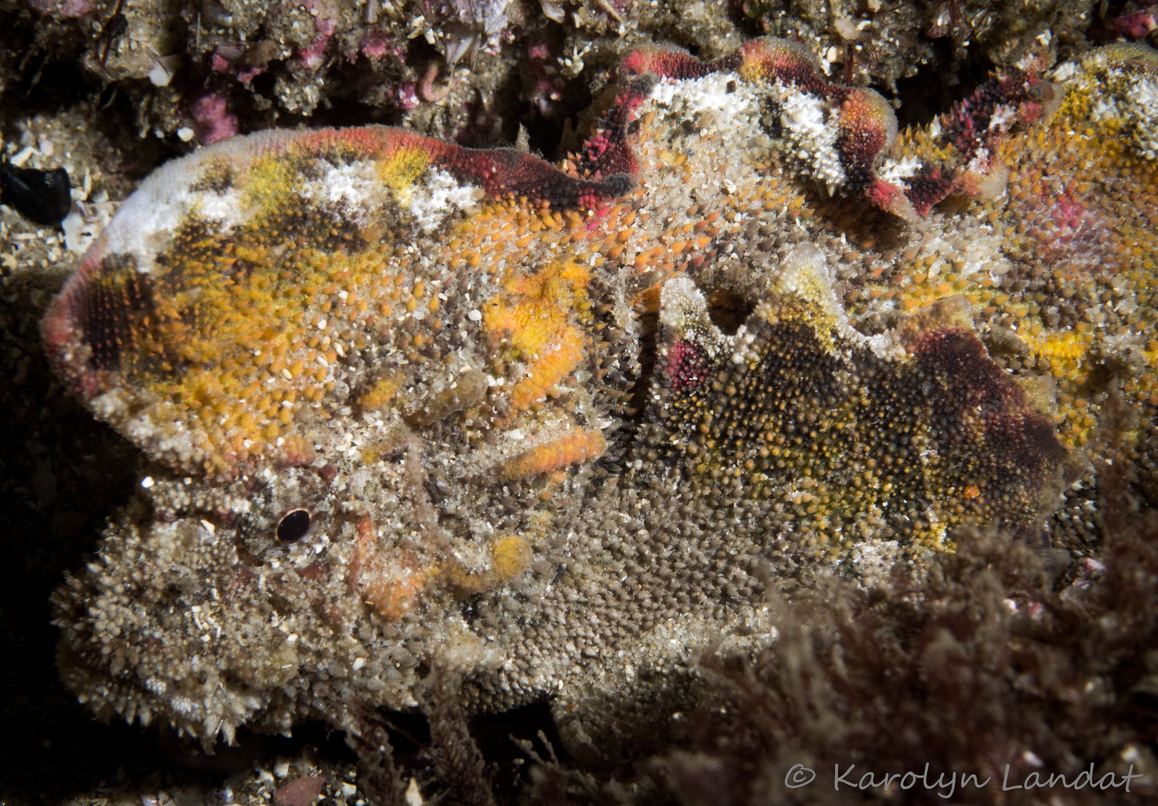 Picture taken during the dive