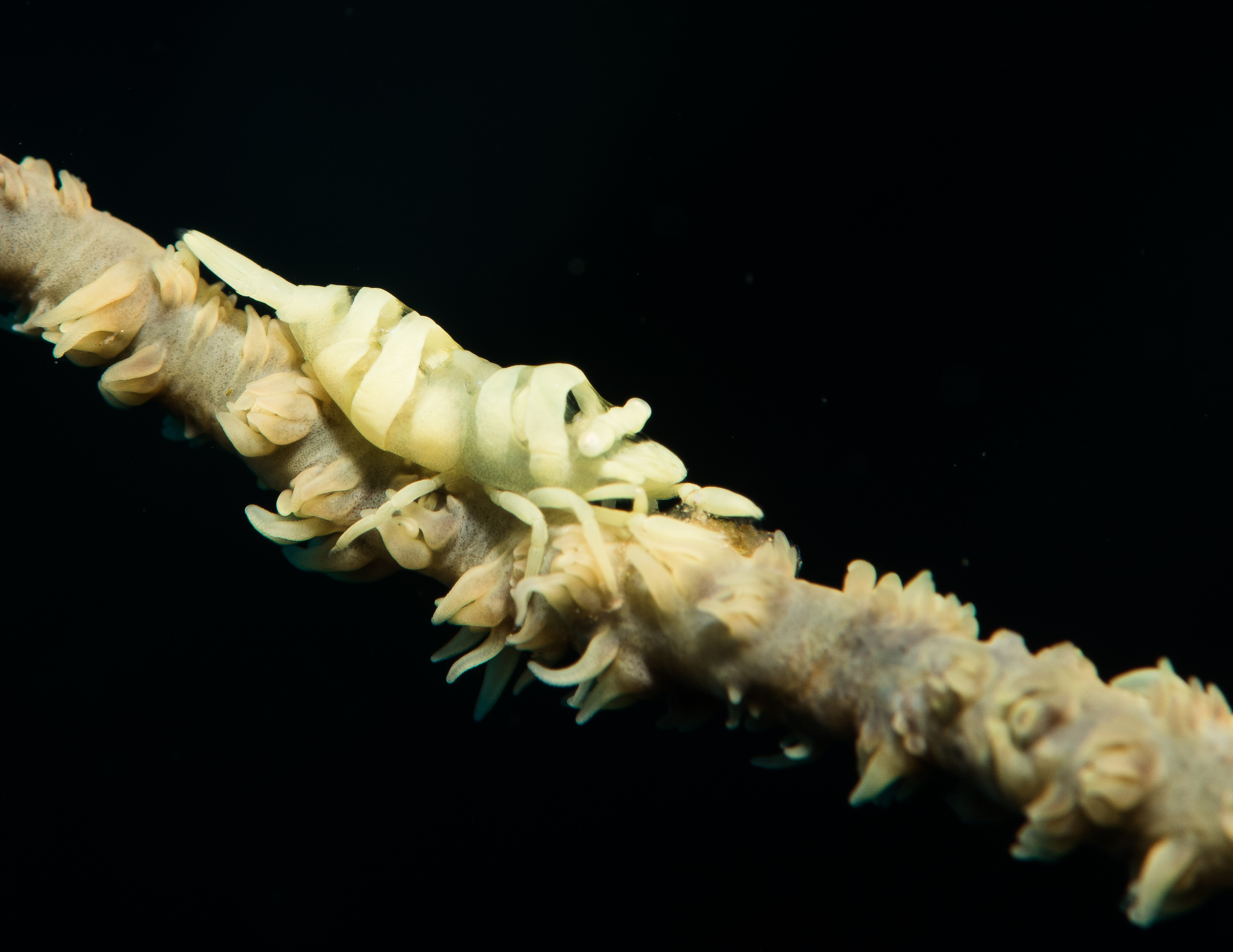 Picture taken during the dive