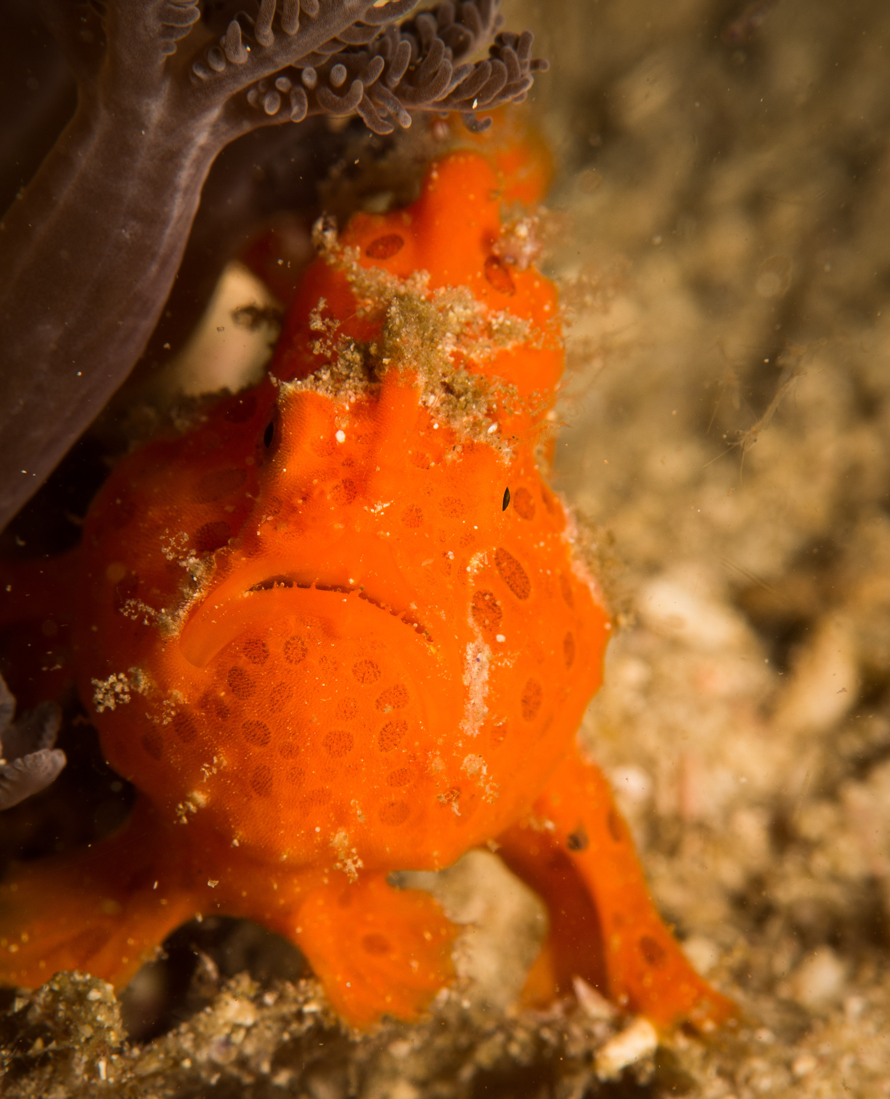 Picture taken during the dive