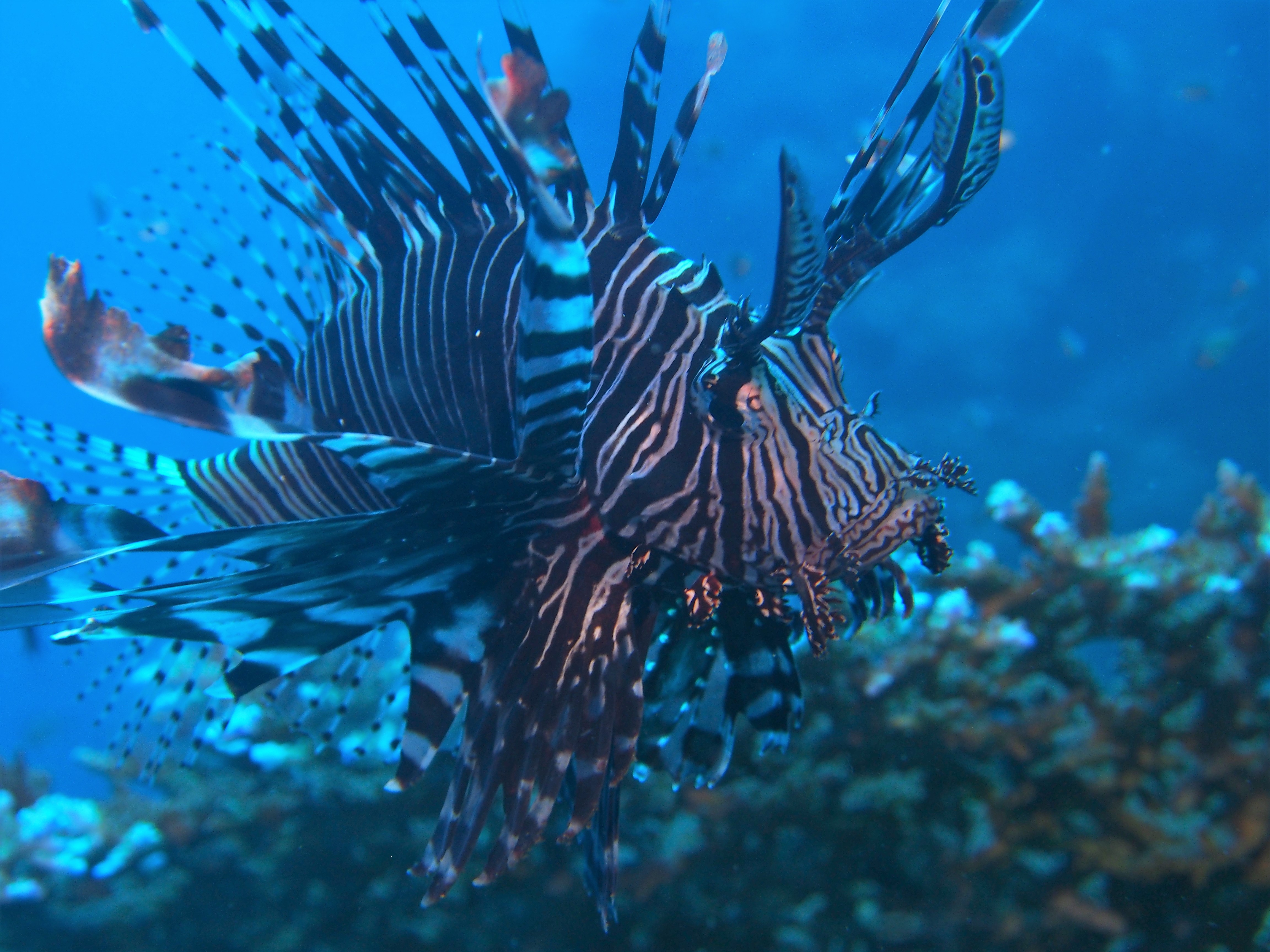 Picture taken during the dive