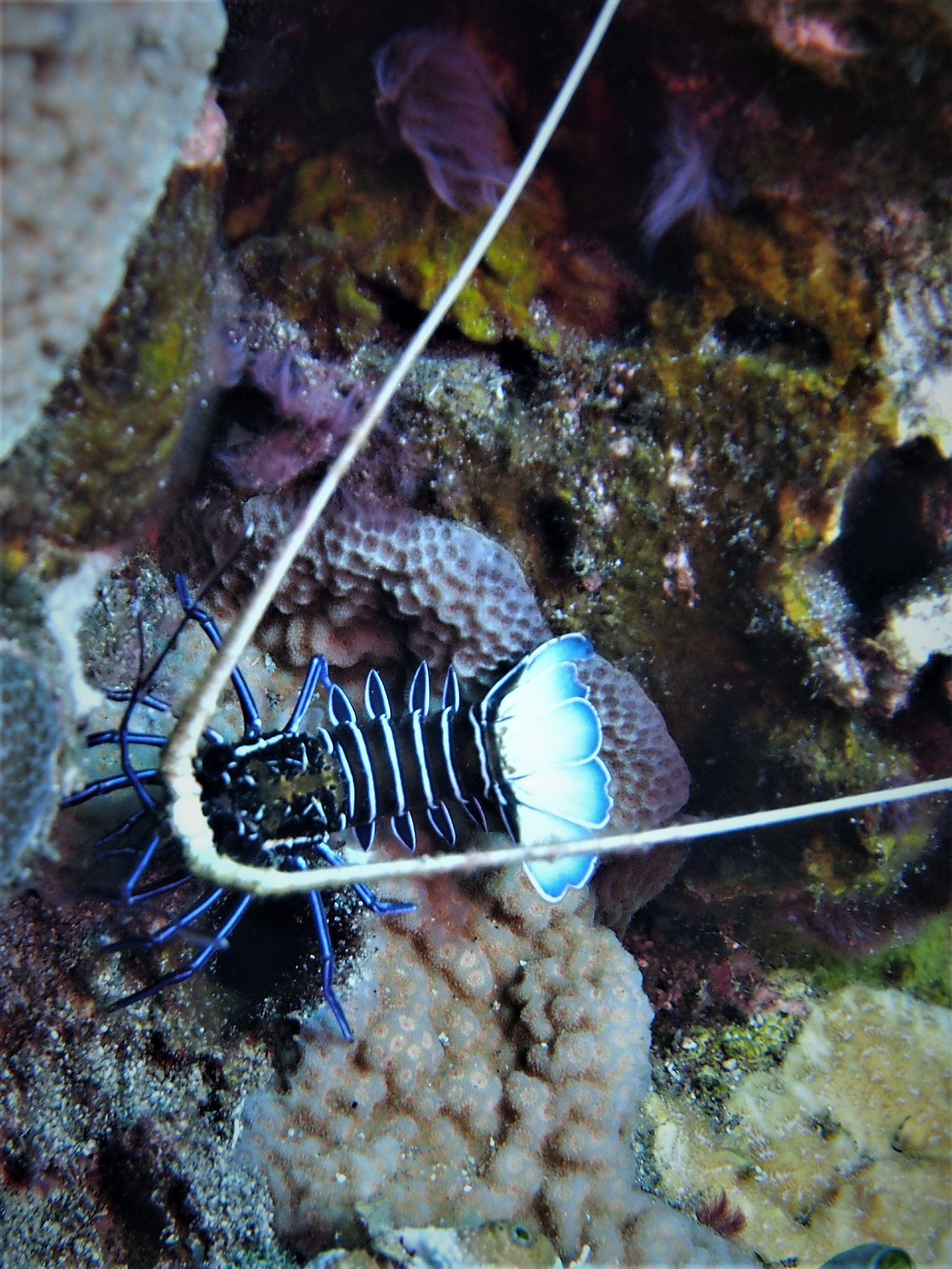Picture taken during the dive
