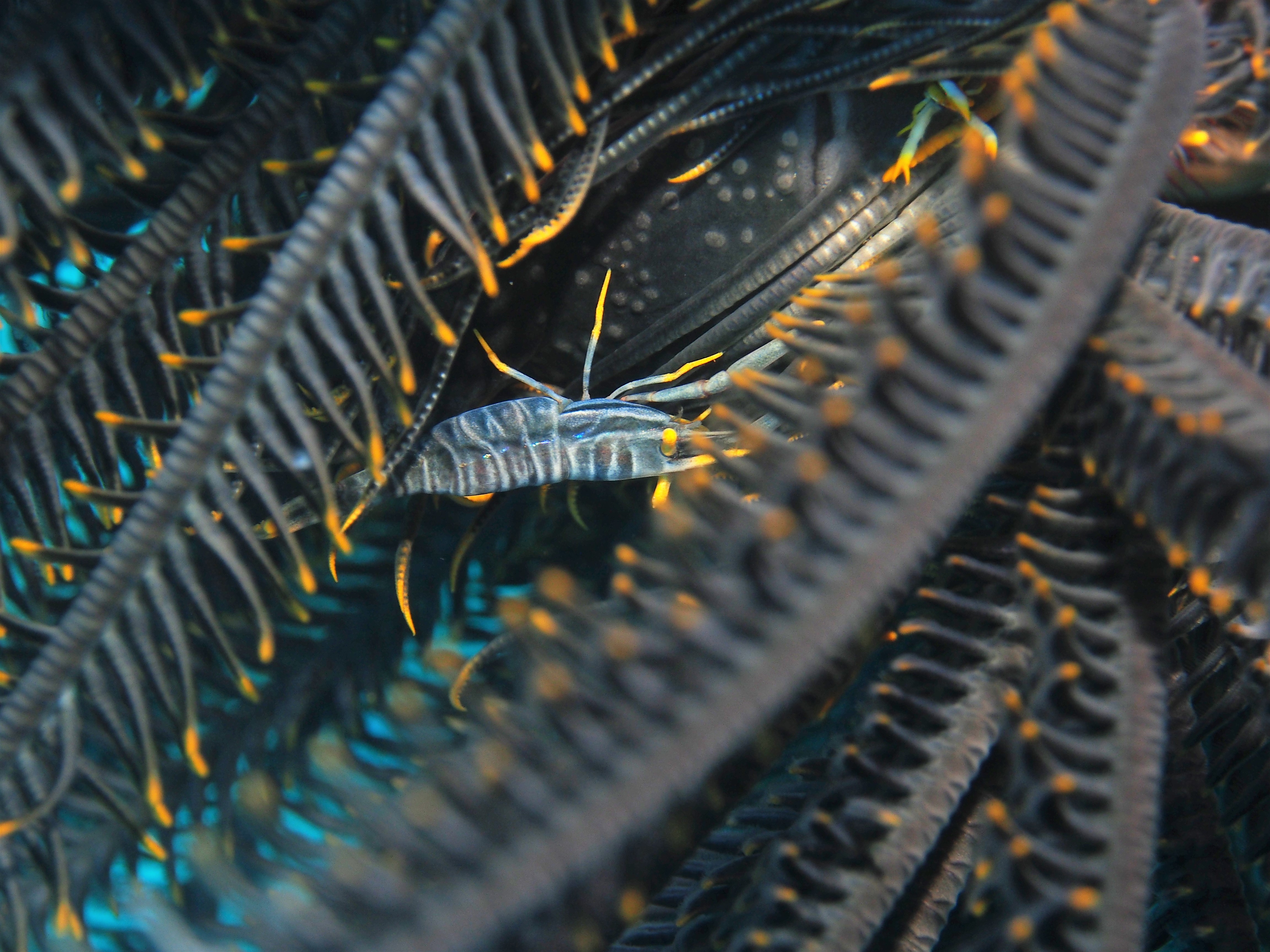 Picture taken during the dive
