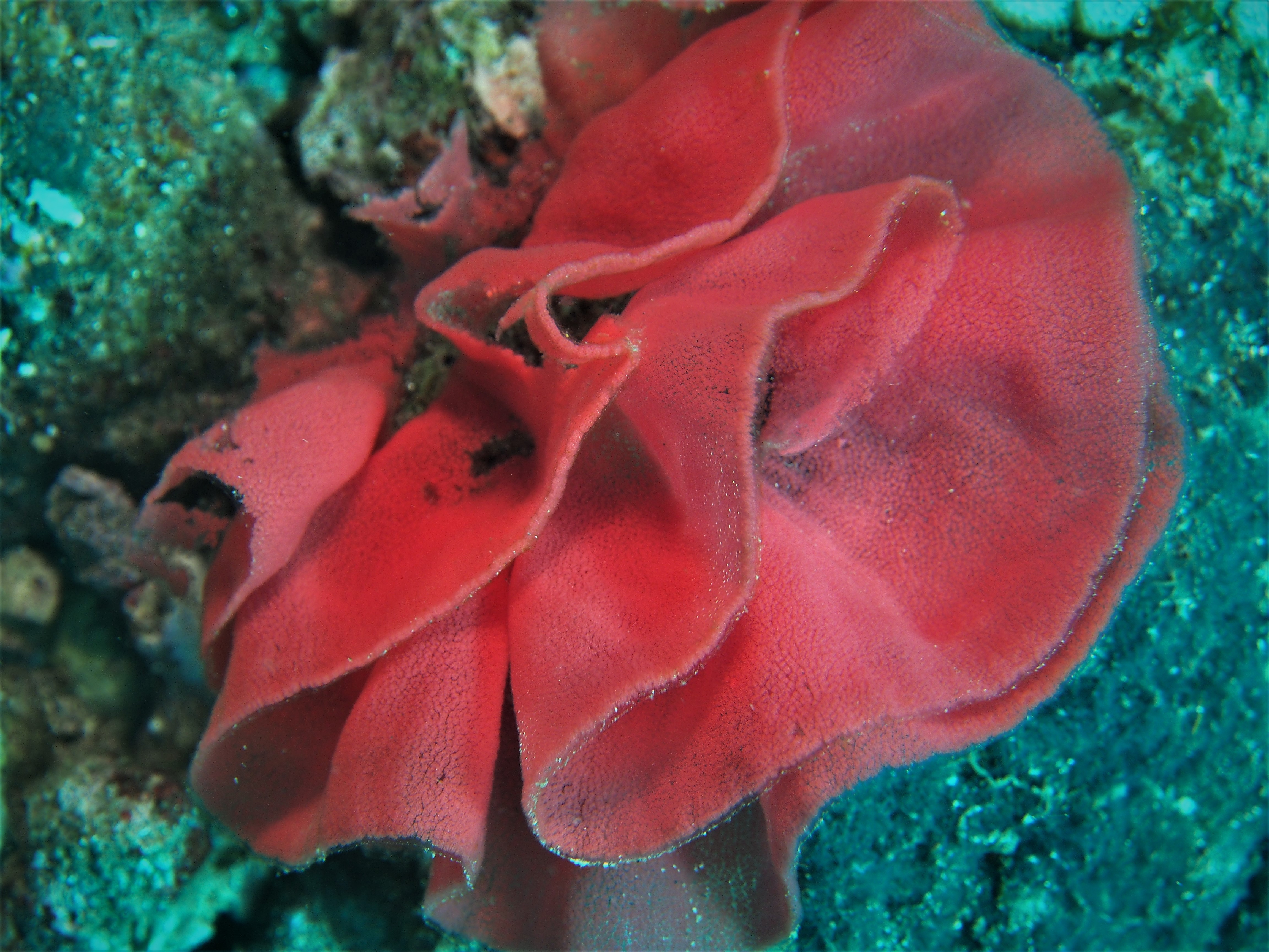 Picture taken during the dive