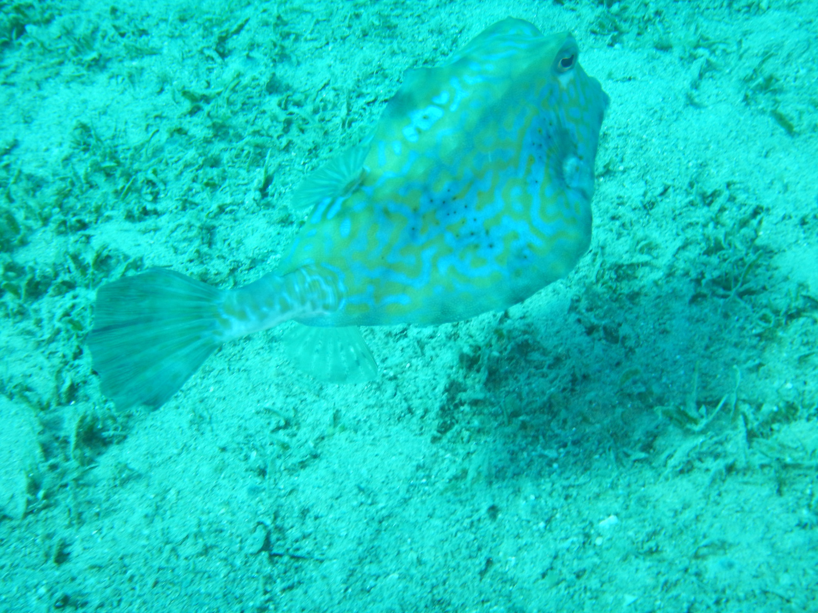 Picture taken during the dive