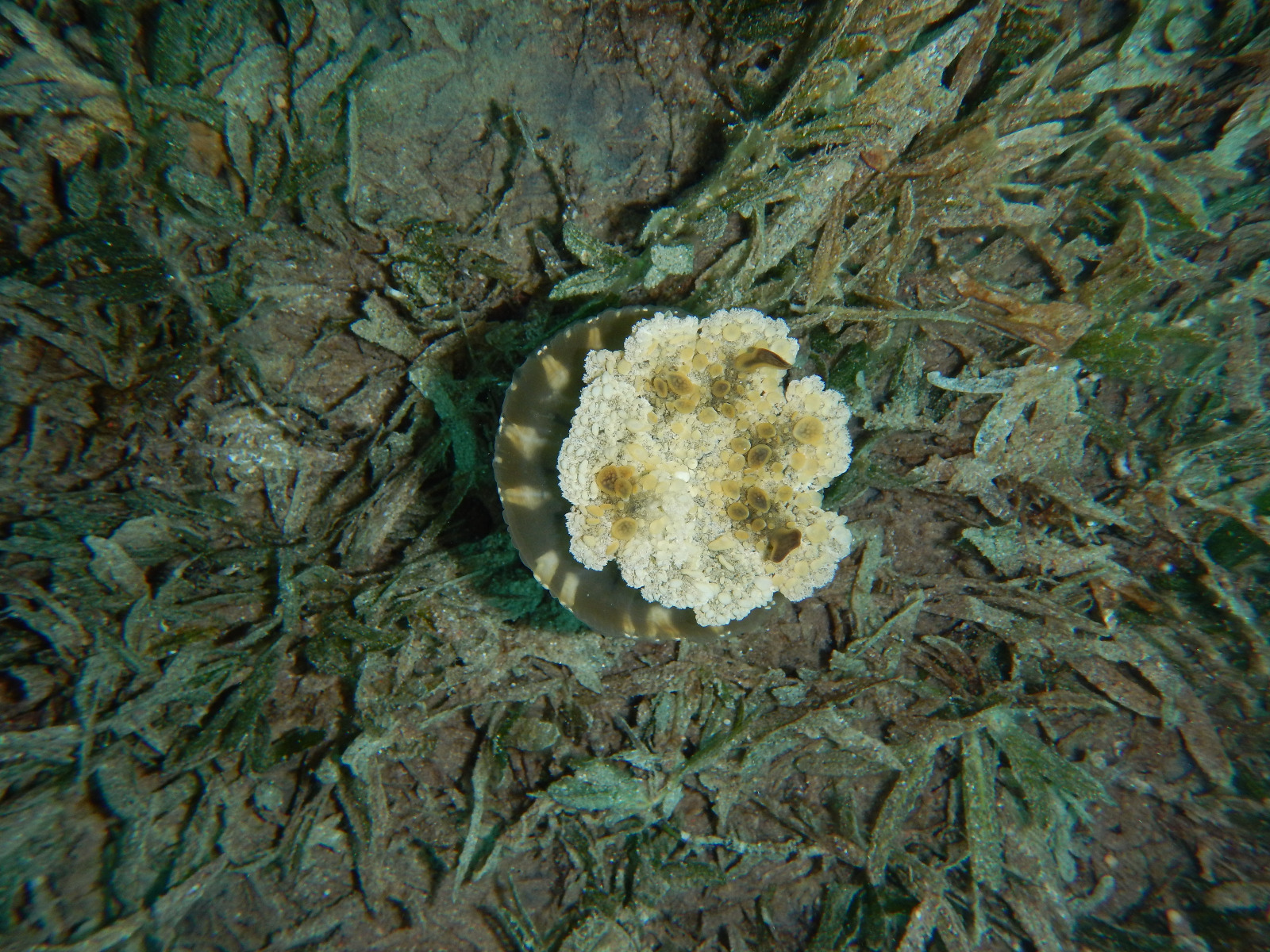 Picture taken during the dive