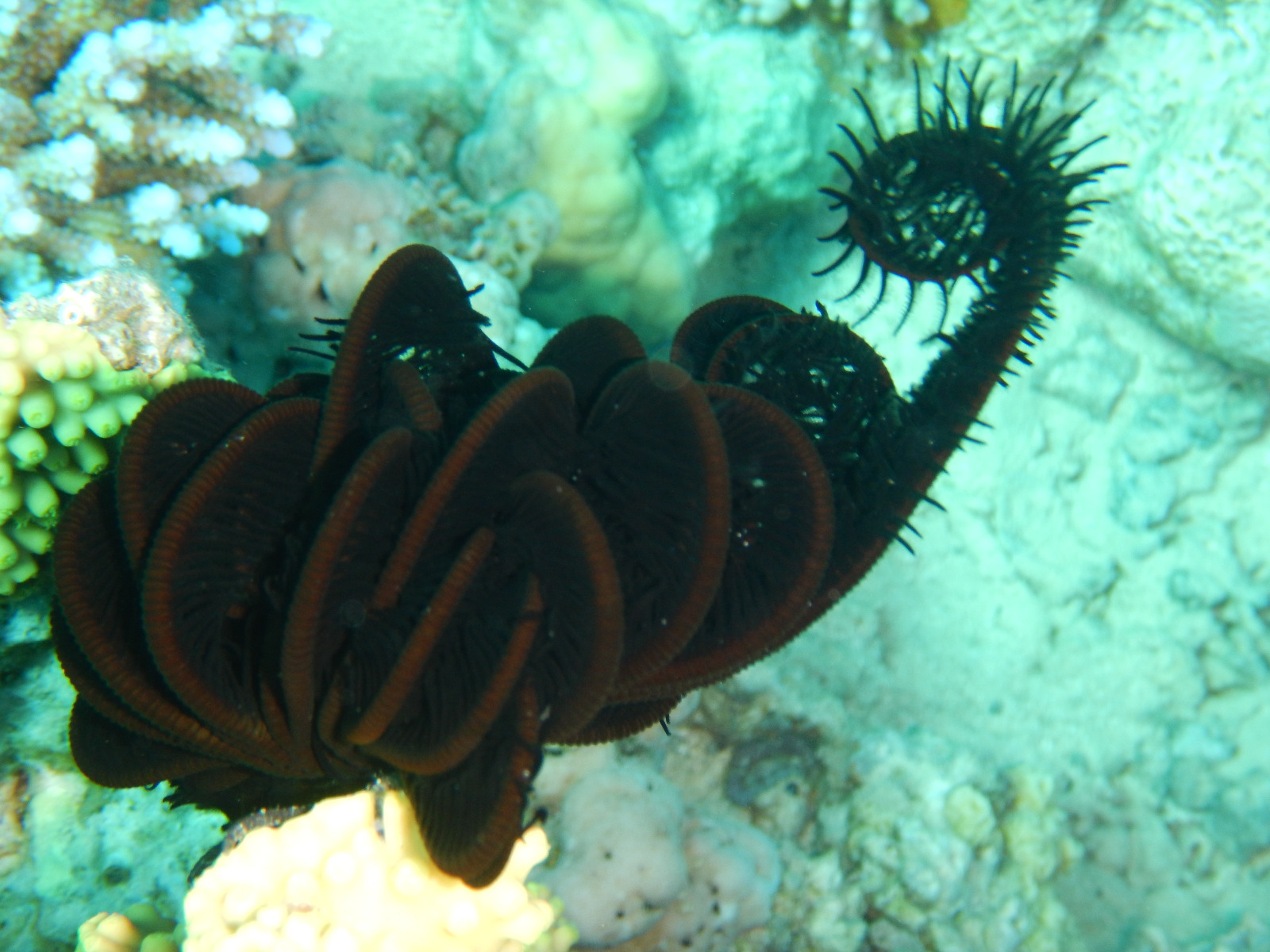 Picture taken during the dive