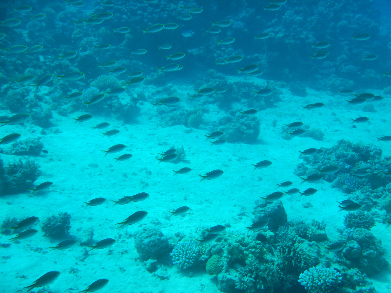 Picture taken during the dive
