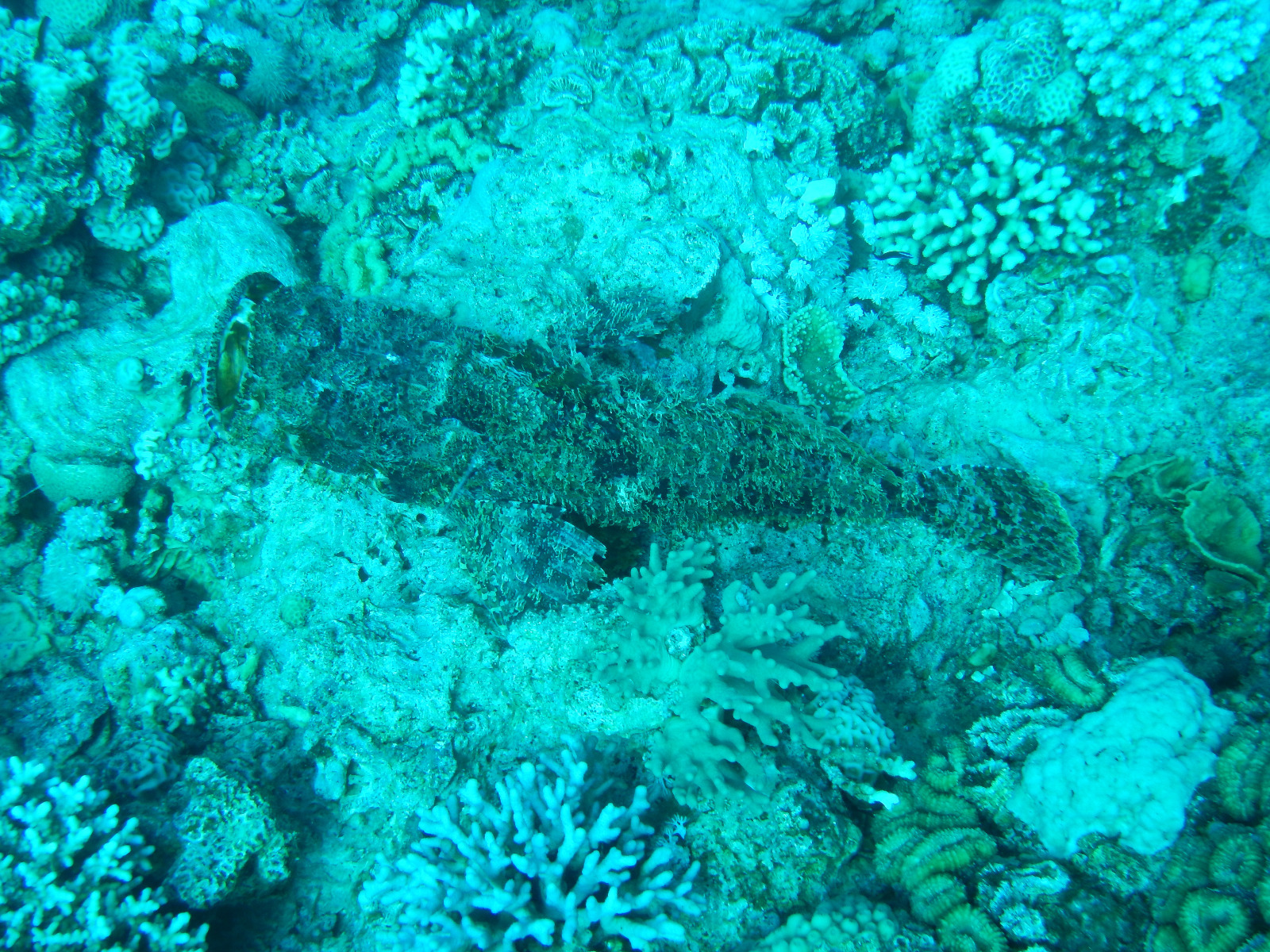 Picture taken during the dive