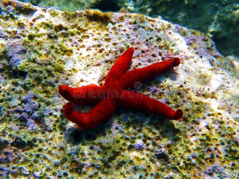 Picture taken during the dive
