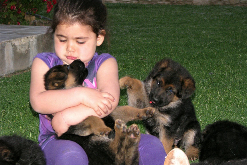 German Shepherds Dogs For Sale My Country Cyprus