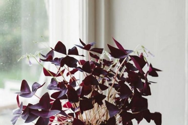 15 magníficas plantas de interior de color morado | POT Store