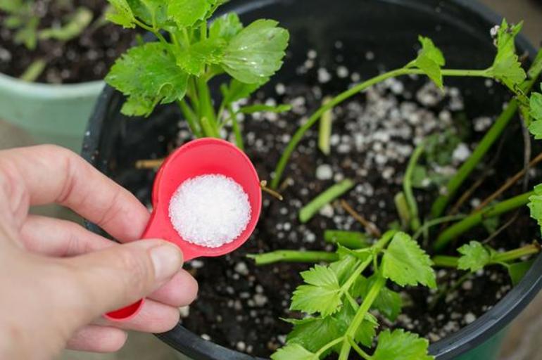 10 increíbles usos de las sales de Epsom en el jardín