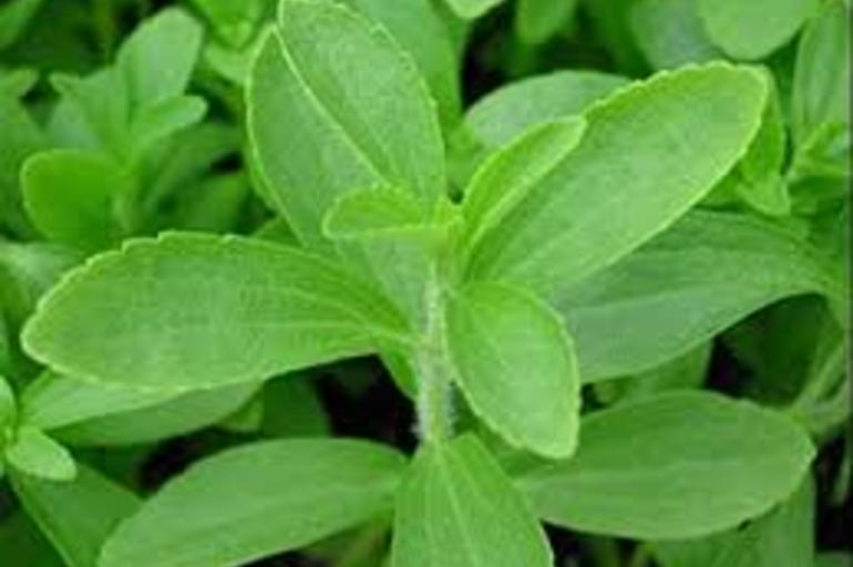 Aprende a cultivar Stevia, la planta que puede curar la diabetes