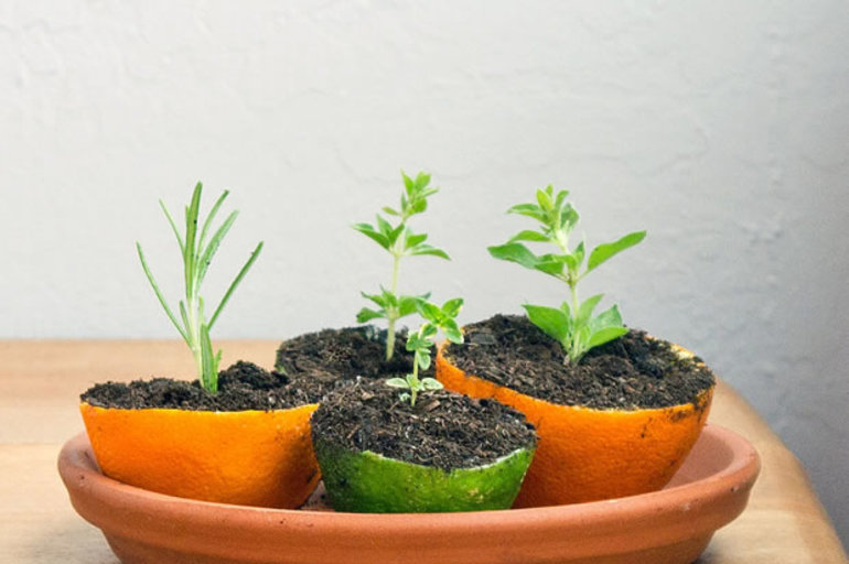 Semilleros con cáscara de naranja