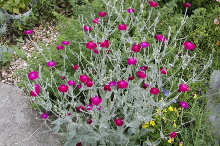 Las mejores plantas de hojas plateadas