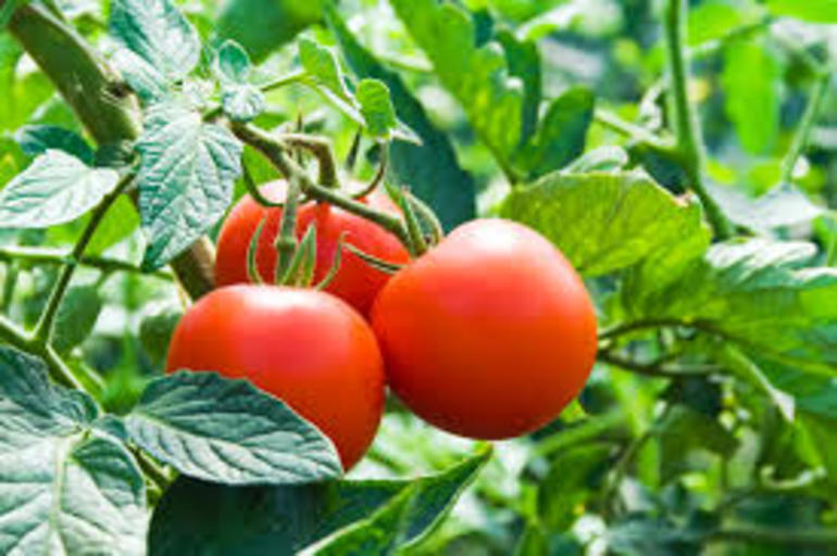 Cómo injertar tomates