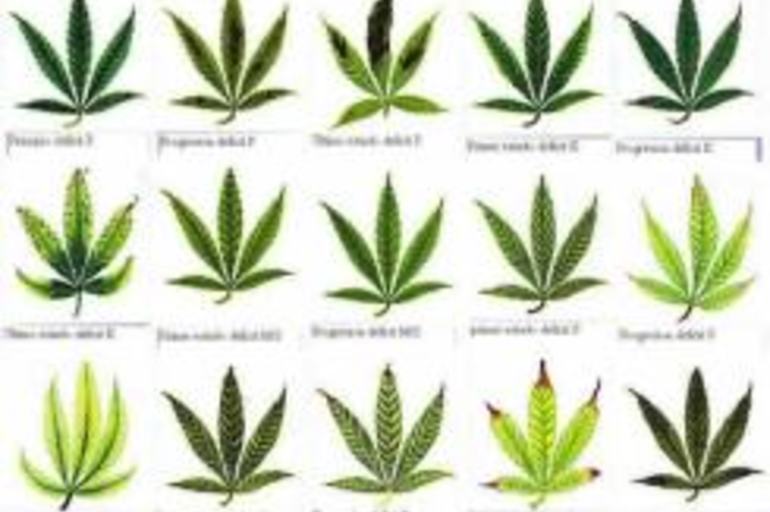 Carencias y excesos del Cannabis