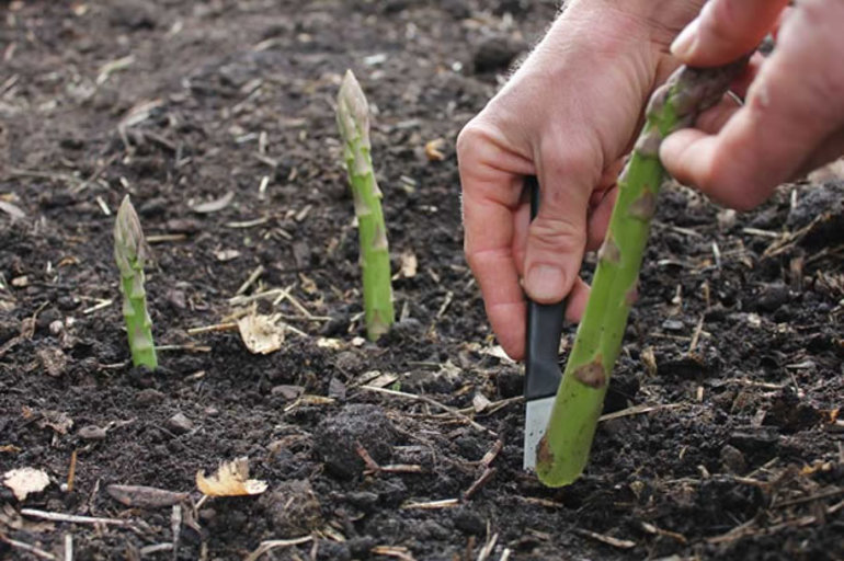 El espárrago es una planta perenne y su temporada de recolección es breve 