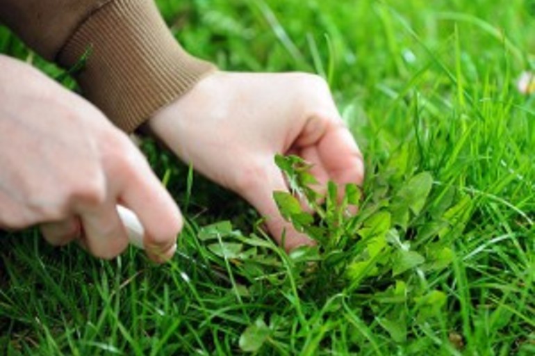 Tips para controlar las malas hierbas